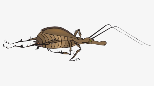 Antenna, Bug, Wings, Insect, Fast, Crawling, Antennae - Inseto Correndo, HD Png Download, Transparent PNG