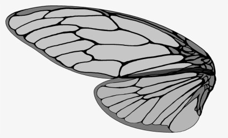 Cicada,large Brown Cicada,cicada S Pictures, Free Photos, - Cicada Wings Vector, HD Png Download, Transparent PNG