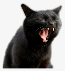 Screaming Cat Transparent, HD Png Download, Transparent PNG