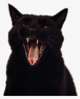 Transparent Screaming Cat Png - Cat Yawning Transparent Png, Png Download, Transparent PNG