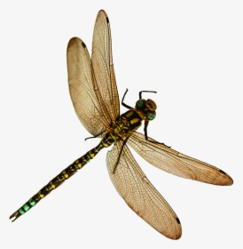 Dragonfly - Dragonfly Png, Transparent Png, Transparent PNG