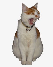 Peepee The Cat Transparent, HD Png Download, Transparent PNG