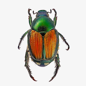 Beetle Insects, HD Png Download, Transparent PNG