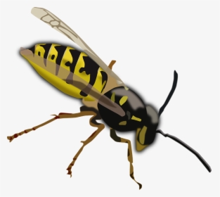 Wasp, Hornet, Bee, Insect, Sting, Yellow, Black, Wings - Wasp Clipart, HD Png Download, Transparent PNG
