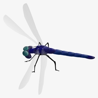 Animated Dragonfly Clipart Gif, HD Png Download, Transparent PNG