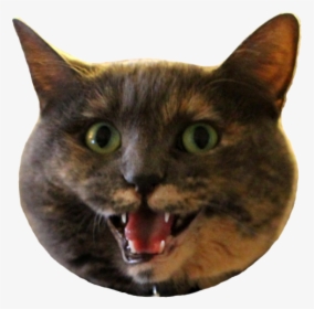 Cat Yawns, HD Png Download, Transparent PNG