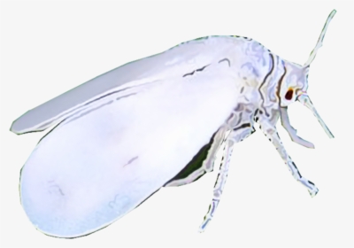 Illustration Of A Whitefly - White Flies Transparent, HD Png Download, Transparent PNG