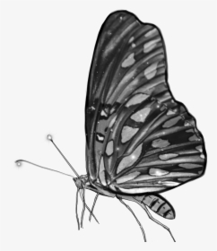 #blackandwhite #butterfly #grey #monochrome #wings - Brush-footed Butterfly, HD Png Download, Transparent PNG
