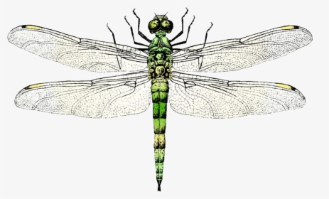 Dragonfly Clip Art Transprent - Dragon Fly Free Vector, HD Png Download, Transparent PNG