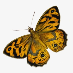 Moth Butterfly, HD Png Download, Transparent PNG