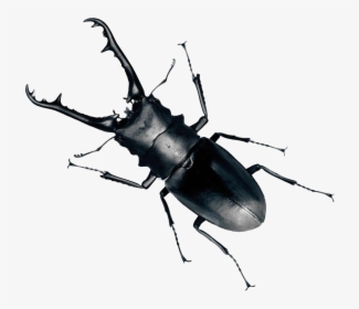 Beetle Clip Art - Beetle Png, Transparent Png, Transparent PNG