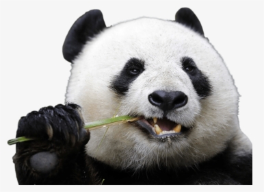 Eating Panda - Panda Transparent, HD Png Download, Transparent PNG