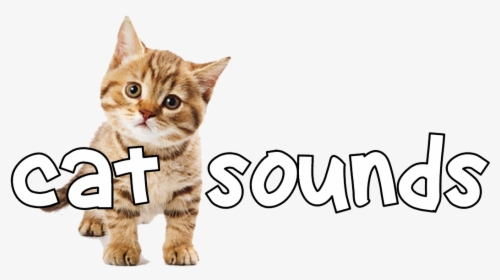 Cute Cat Transparent Background, HD Png Download, Transparent PNG