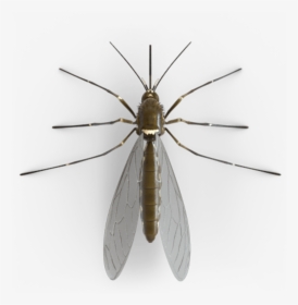 #bug #wings #mosquito #freetoedit - Net-winged Insects, HD Png Download, Transparent PNG