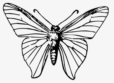 Drawing Insects Insect Wing - Black And White Moth Png, Transparent Png, Transparent PNG