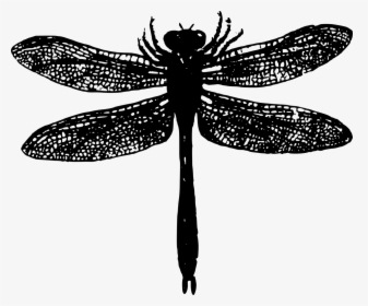 Basic Bug Dragonfly Free Picture - Dragonfly Silhouette Png, Transparent Png, Transparent PNG