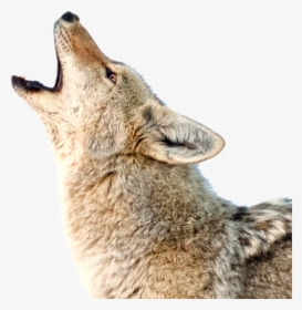 Photo Accompanying Step - Coyotes Transparent, HD Png Download, Transparent PNG