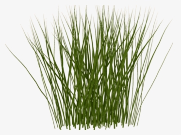 Tall Grass Texture Png, Transparent Png, Transparent PNG