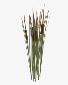 Reeds Png Transparent Reeds Images - Reed Plant Png, Png Download, Transparent PNG