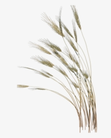 Grass Clipart Reed Grass - Vaisakhi Gif, HD Png Download, Transparent PNG