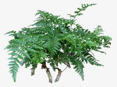 A Rabbit S Foot Fern Is A Lovely Compact Fern That - Rabbit's Foot Fern Png, Transparent Png, Transparent PNG