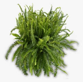 10in Kimberly Queen Fern 900×900 - Fern, HD Png Download, Transparent PNG