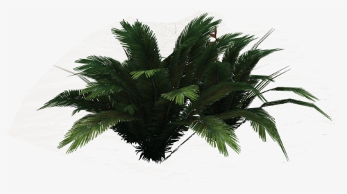 Png Ferns Clipart - Borassus Flabellifer, Transparent Png, Transparent PNG