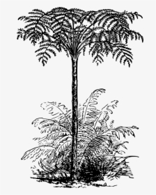 Tree Fern Black And White, HD Png Download, Transparent PNG