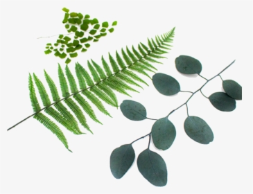 Transparent Moss Texture Png - Fern, Png Download, Transparent PNG