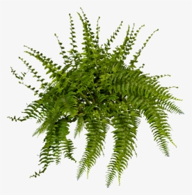 Boston Fern Png , Png Download - Fern Plant Png, Transparent Png, Transparent PNG