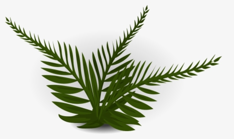 Fern - Rainforest Plants With No Background, HD Png Download, Transparent PNG