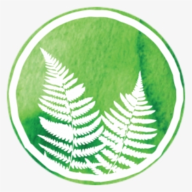 Transparent Ferns Png - Ostrich Fern, Png Download, Transparent PNG