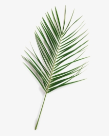 Updated Leaffff Fern - Pond Pine, HD Png Download, Transparent PNG