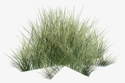 Grass6 - Desert Grass Transparent, HD Png Download, Transparent PNG
