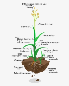Anatomy Of A Rice Plant, HD Png Download, Transparent PNG