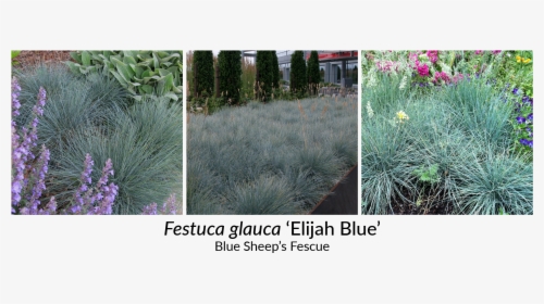 Festuca Glauca Elijah Blue Plugs, HD Png Download, Transparent PNG