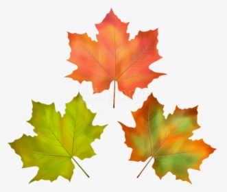 Free Png Download Fall Leaves Set Clipart Png Photo - Leaf, Transparent Png, Transparent PNG