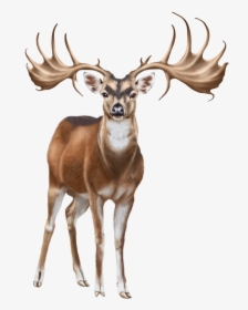 Deer Png Clip Art - Clip Art, Transparent Png, Transparent PNG