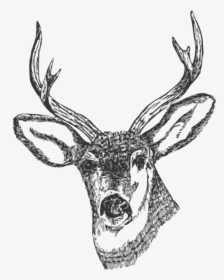 Free Clip Art Black And White Deer - Sketsa Gambar Kepala Rusa, HD Png Download, Transparent PNG