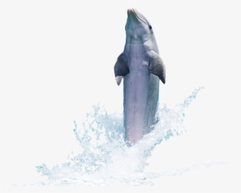 Download Free Fish Png Transparent Images Transparent - Sea Dolphin Png, Png Download, Transparent PNG