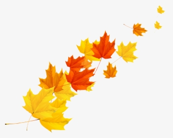 Clip Art Maple Autumn Transprent - Vector Autumn Leaves Png, Transparent Png, Transparent PNG