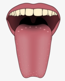 Five Sense Organs Tongue, HD Png Download, Transparent PNG