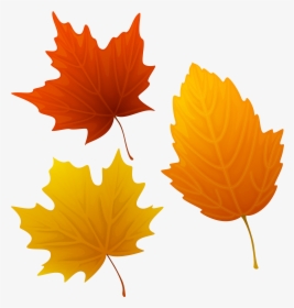 Hd Of Leaves Png - Autumn Leaves Clipart, Transparent Png, Transparent PNG