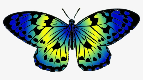 Blue And Yellow Butterfly Clip Art - Plain Tiger Butterfly Drawing, HD Png Download, Transparent PNG
