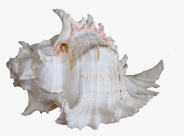 White Shell Png, Transparent Png, Transparent PNG