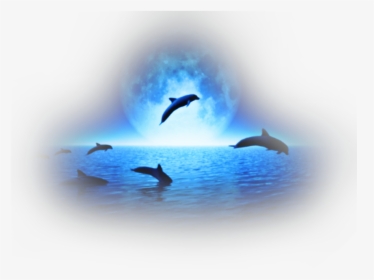 Transparent Sea Animals Png - Dolphins, Png Download, Transparent PNG