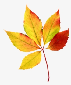Fall Leaves Autumn Leaves Watercolor Sini Ezer Hojas - Transparent Background Fall Leaves Clip Art, HD Png Download, Transparent PNG