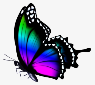 Butterfly Clipart Colorful - Png Images Full Hd, Transparent Png, Transparent PNG