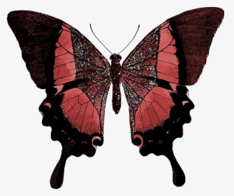 Red Butterfly Png - Butterfly Quotes Your Wings Are Ready, Transparent Png, Transparent PNG