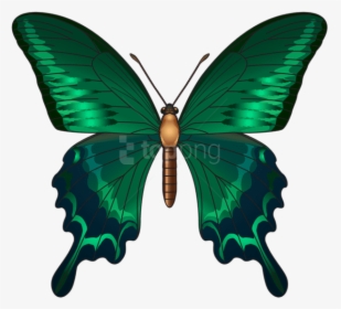 Download Clipart Photo Toppng - Green Butterfly Png, Transparent Png, Transparent PNG